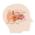 Anatomy of the human ear. The internal structure of the ears, the organ of hearing vector illustration. Royalty Free Stock Photo